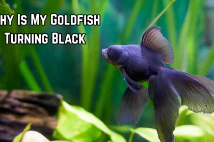 Why Is My Goldfish Turning Black