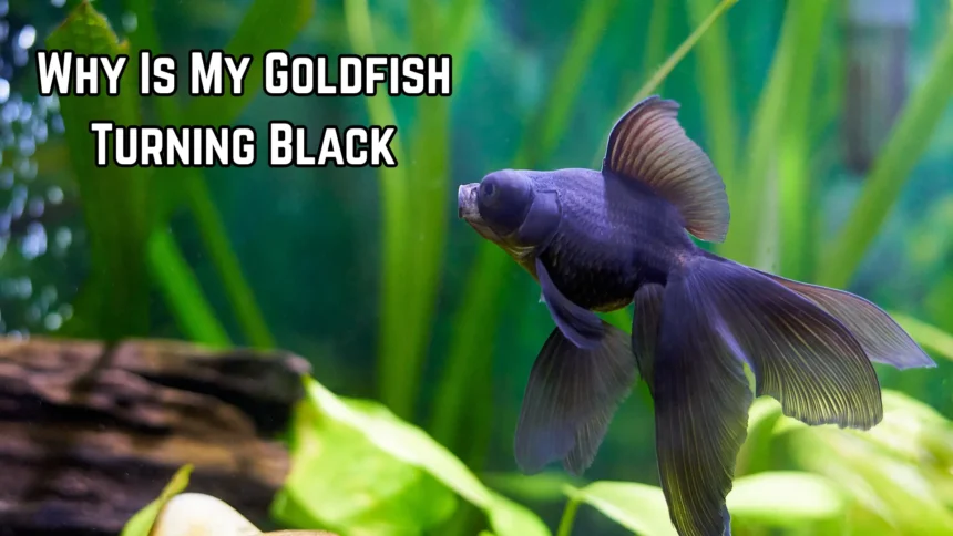 Why Is My Goldfish Turning Black