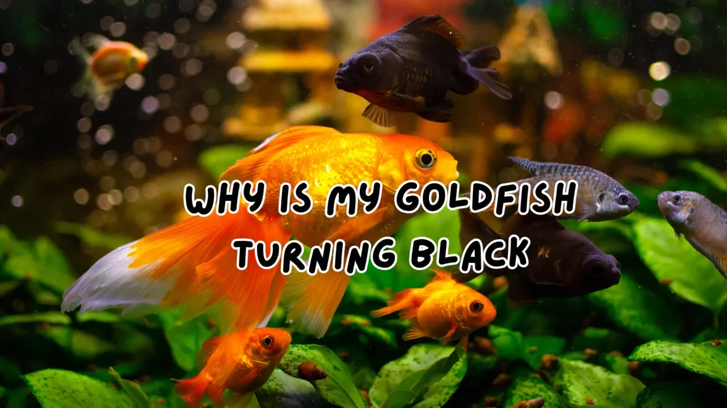 Why Is My Goldfish Turning Black