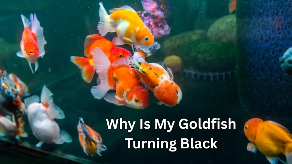 Why Is My Goldfish Turning Black