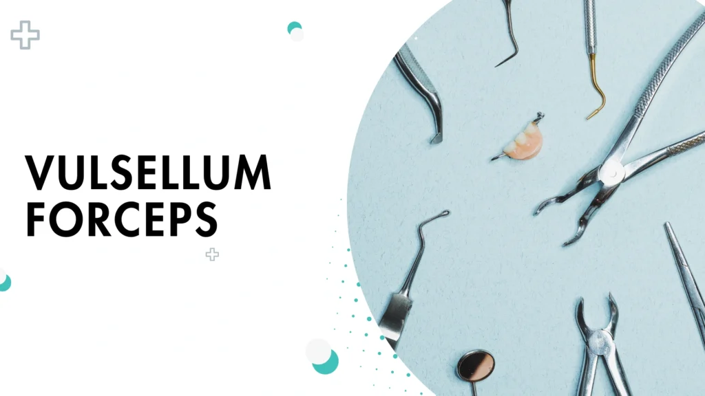 vulsellum forceps