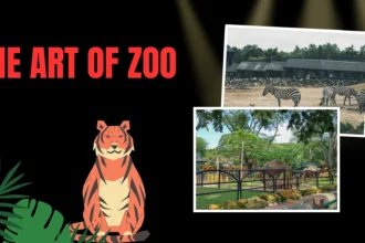 the art of zoo