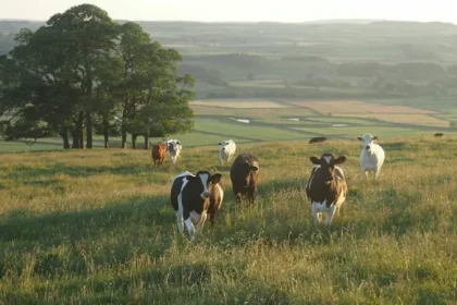 British Countryside Diaries