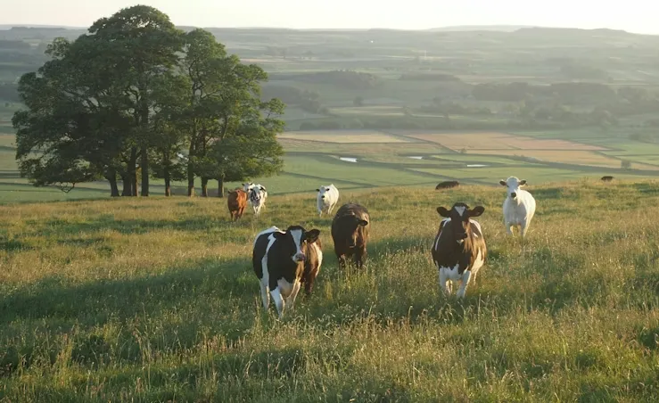 British Countryside Diaries